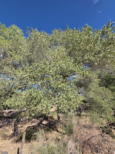Frémont Cottonwood