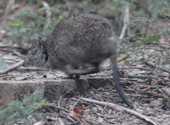 Potorous tridactylus