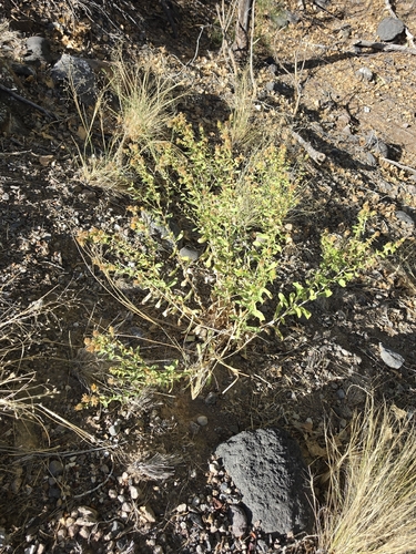 Curlycup Gumweed