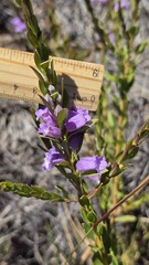 Eremophila christophori, photograph (c) Petra Holland, some rights reserved (CC BY)