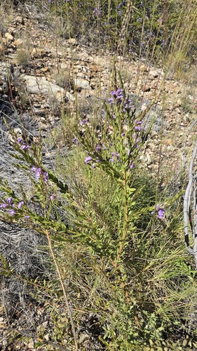 Eremophila christophori, photograph 4