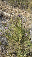 Eremophila christophori, photograph (c) Petra Holland, some rights reserved (CC BY)