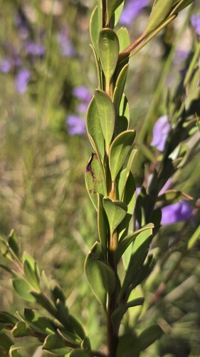 Eremophila christophori, photograph 1