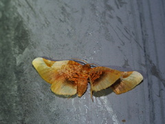 Pyrinioides sinuosus