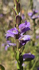 Eremophila christophori, photograph (c) Petra Holland, some rights reserved (CC BY)