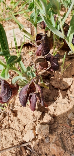 Image of Aristolochia maurorum by no rights reserved