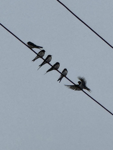 Barn Swallow