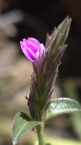 Rostellularia adscendens, 2026-08-28