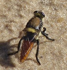 Eccritosia rubriventris