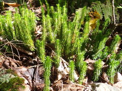 Huperzia lucidula, photograph (c) Larry Jensen, some rights reserved (CC BY)