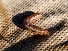 Noctuinae