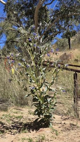 Trichodesma zeylanicum, photograph 2