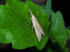 Hypena longipennis