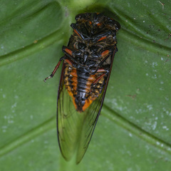 Cryptotympana