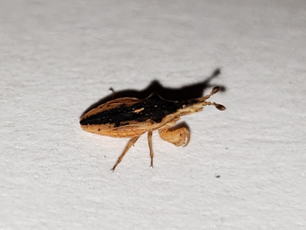 Lophoscutus prehensilis