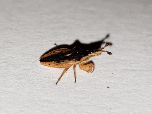 Lophoscutus prehensilis
