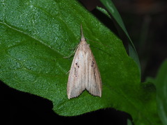 Hypena longipennis
