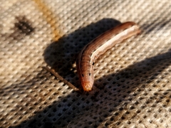 Noctuinae