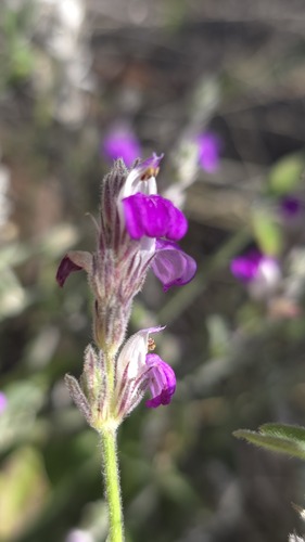 Rostellularia adscendens, 2026-08-28