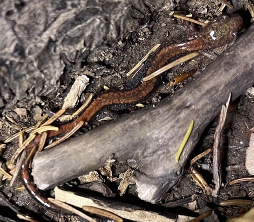 Eastern Red-backed Salamander