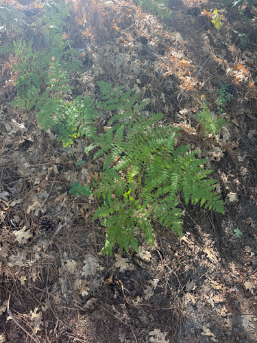 iNaturalist observation photo of Hairy brackenfern