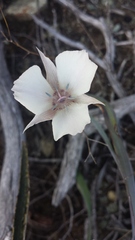 Calochortus umbellatus