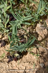 Aristolochia maurorum