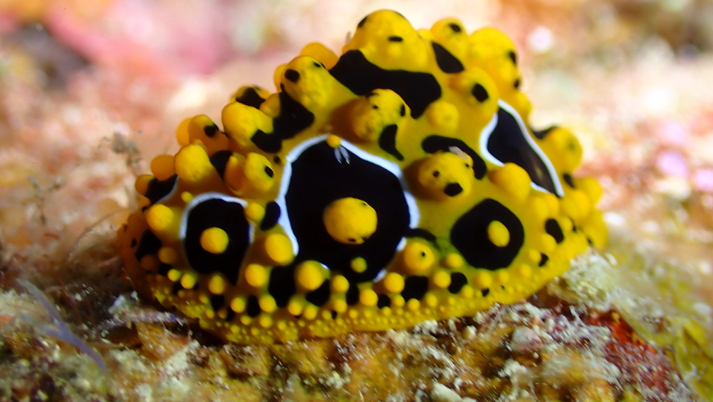Ocellated Wart Slug
