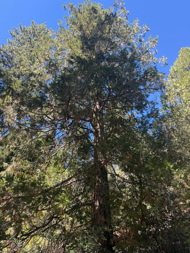 iNaturalist observation photo of California incense-cedar