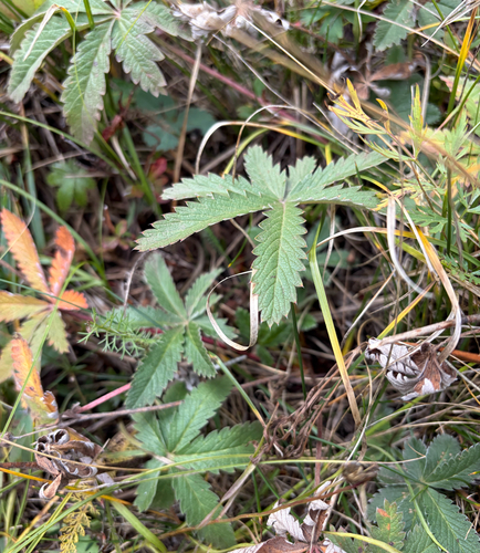 Potentilla pulcherrima, photograph 5