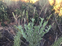 Oenothera cinerea cinerea