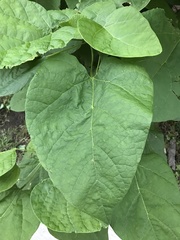 Catalpa