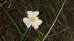 Calochortus umbellatus