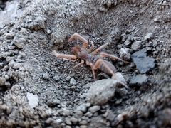 Solifugae