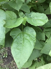 Catalpa