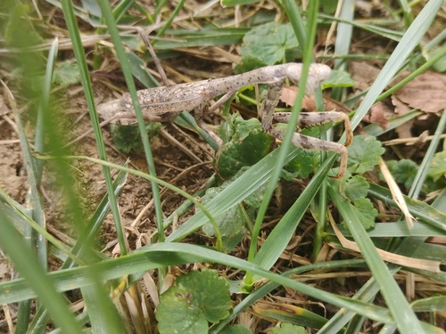Carolina Mantis