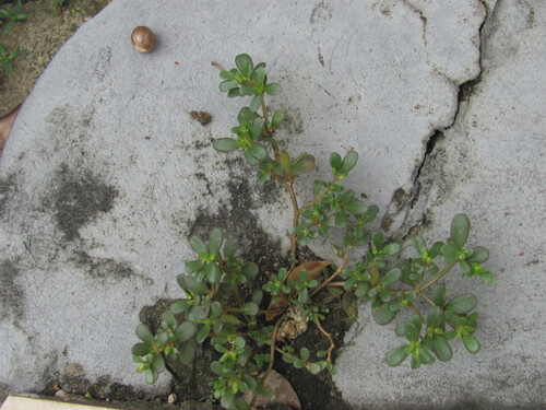 Portulaca oleracea