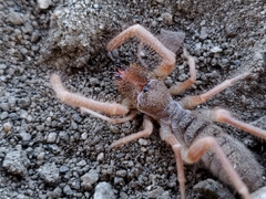 Solifugae