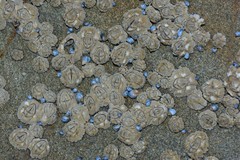 Chthamalus antennatus