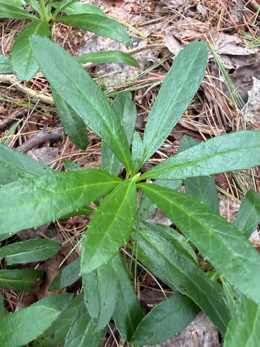 pipsissewa