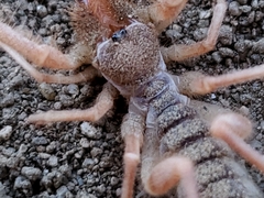 Solifugae
