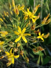 Bloomeria crocea crocea