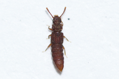 Thoracophorus costalis
