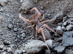 Solifugae
