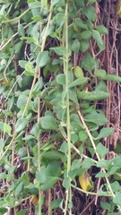 Tetragonia implexicoma