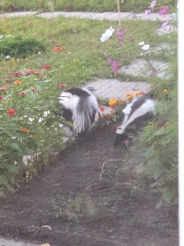 Striped Skunk