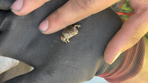 Plains Spadefoot