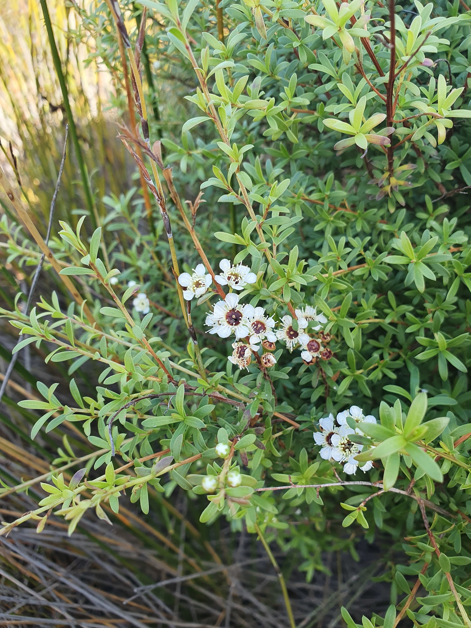 Kunzea