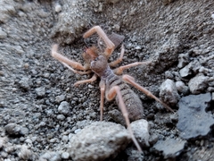 Solifugae