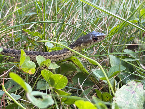 Common Garter Snake